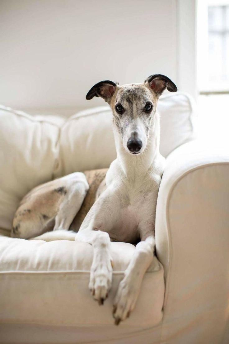 Левретка улыбается