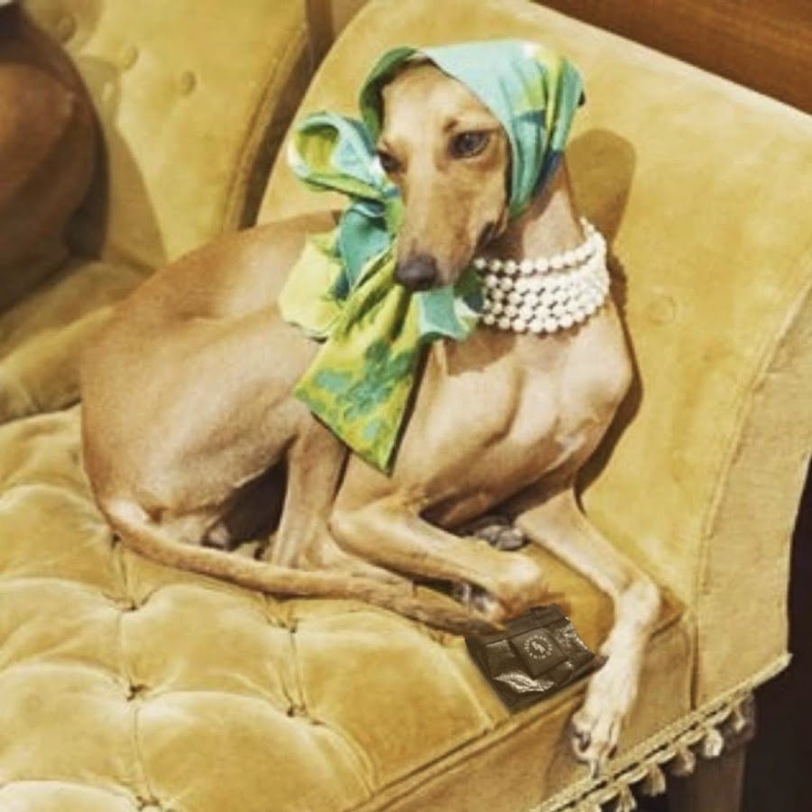 Левретка шоколадный окрас