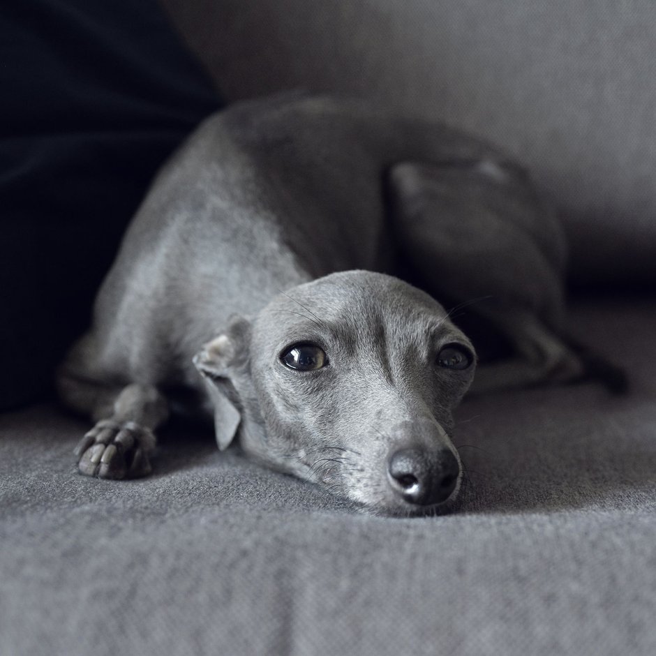 Левретка серо белая