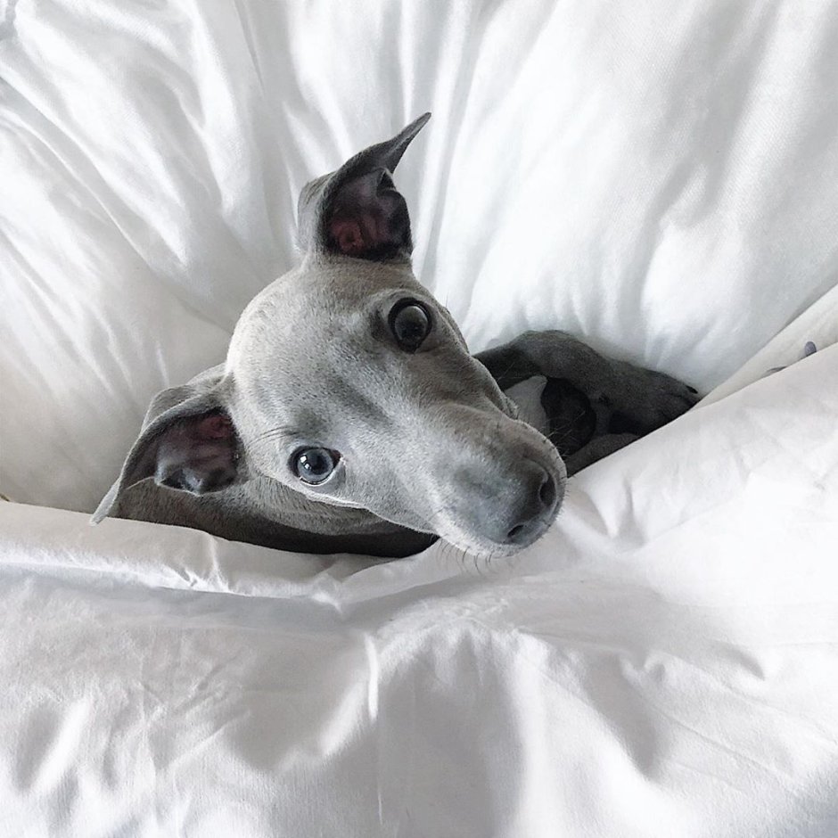 Доброе утро картинки Левретка