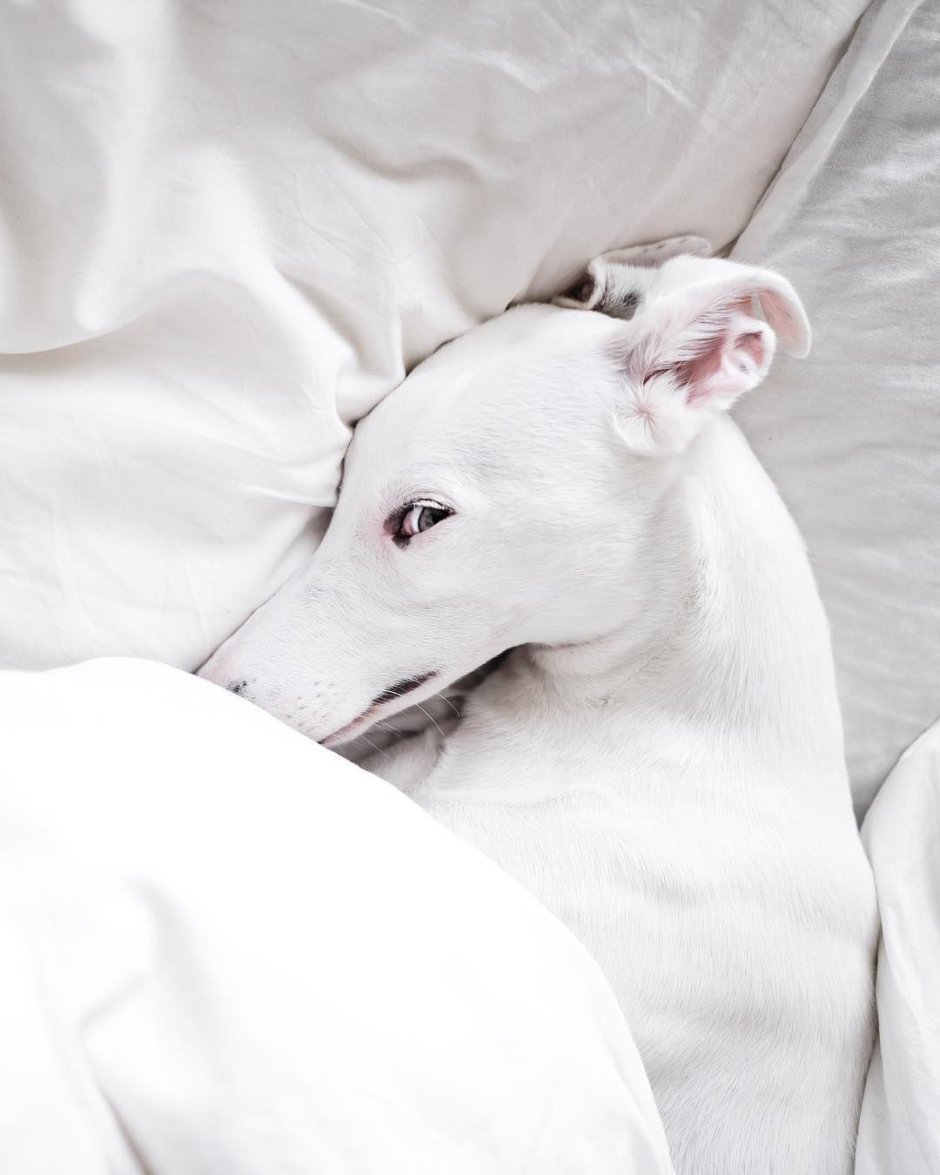 Грейхаунд альбинос