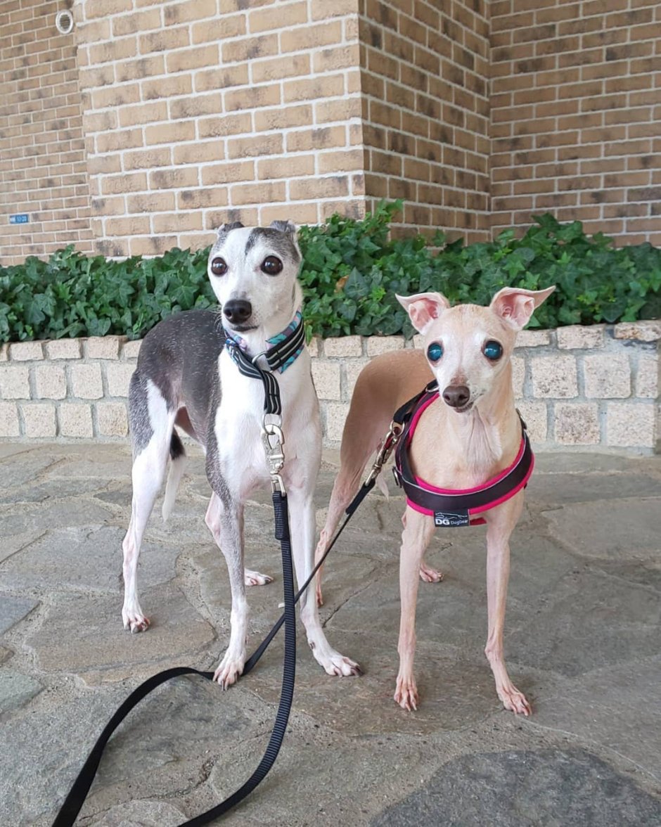 Порода собак Левретка Заппа