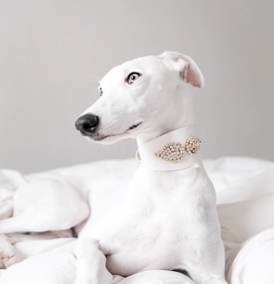 Уиппет белый