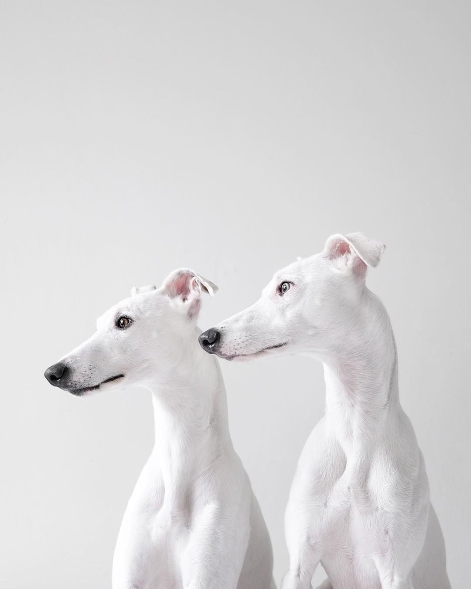 Уиппет белый