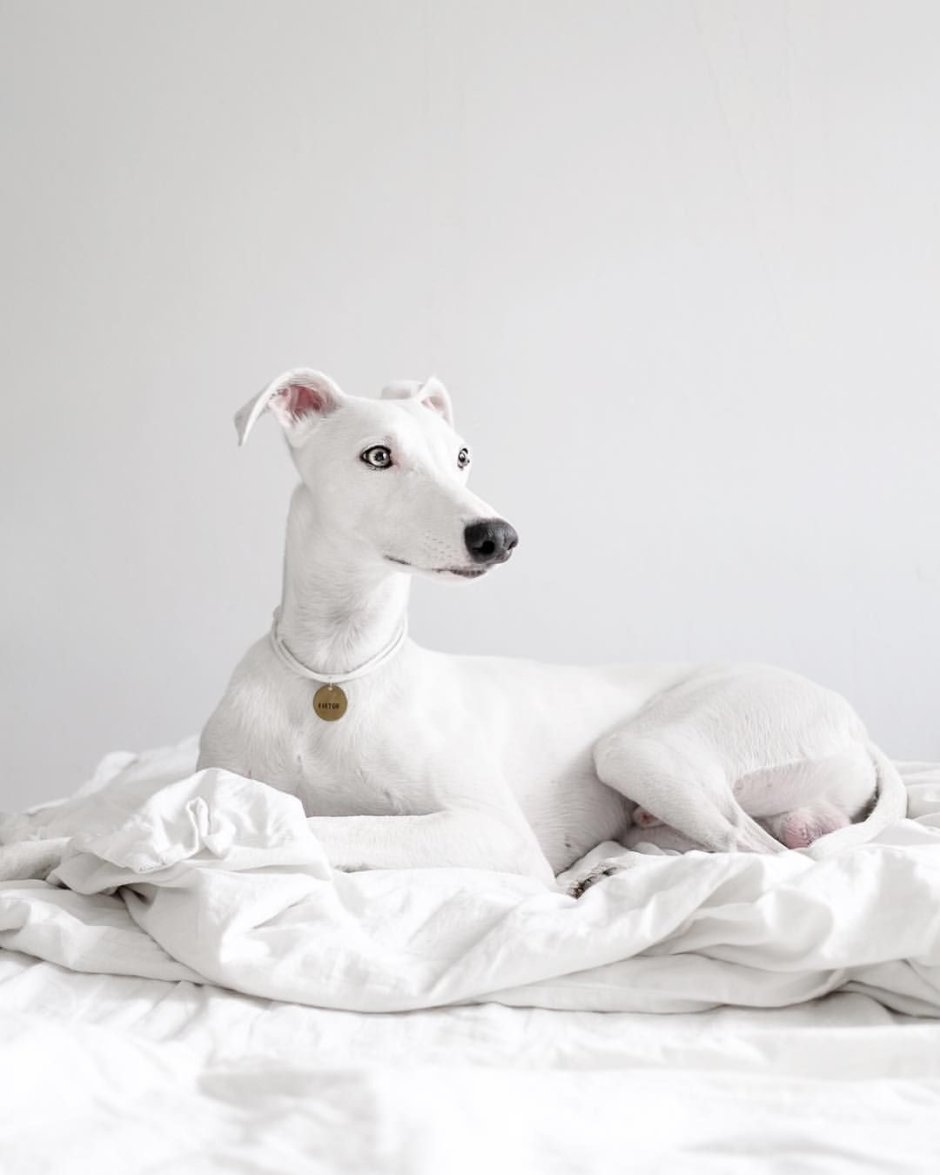 Афганская борзая лысая