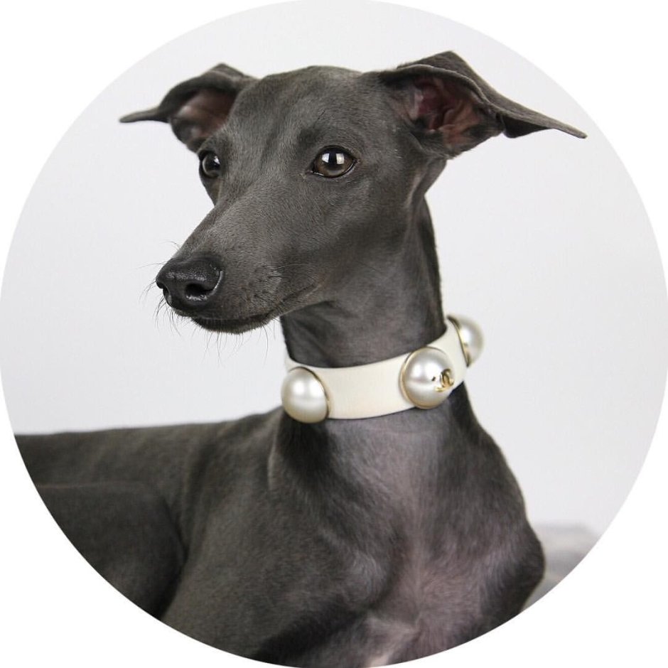 Порода Уиппет и Левретка