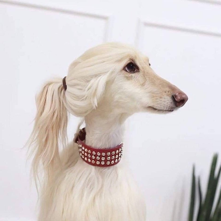 Собака Дженны Марблс Кермит