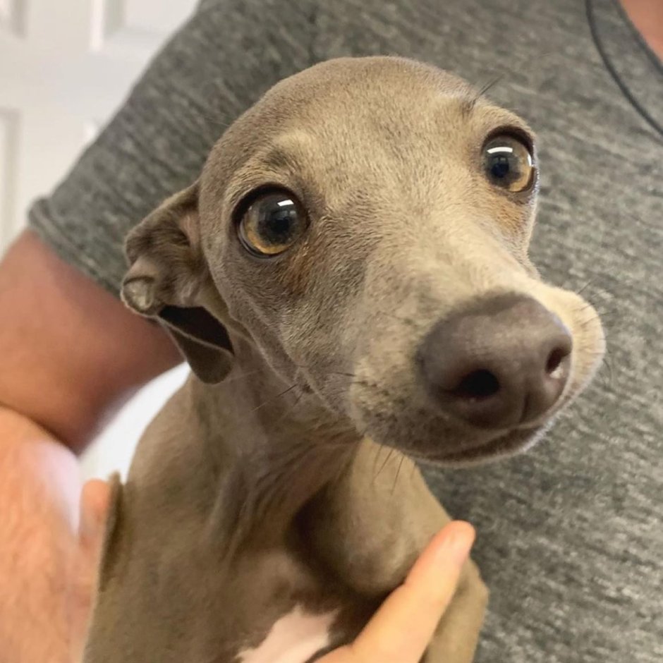 Левретка черно белая