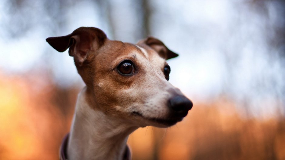 Левретка Iggy