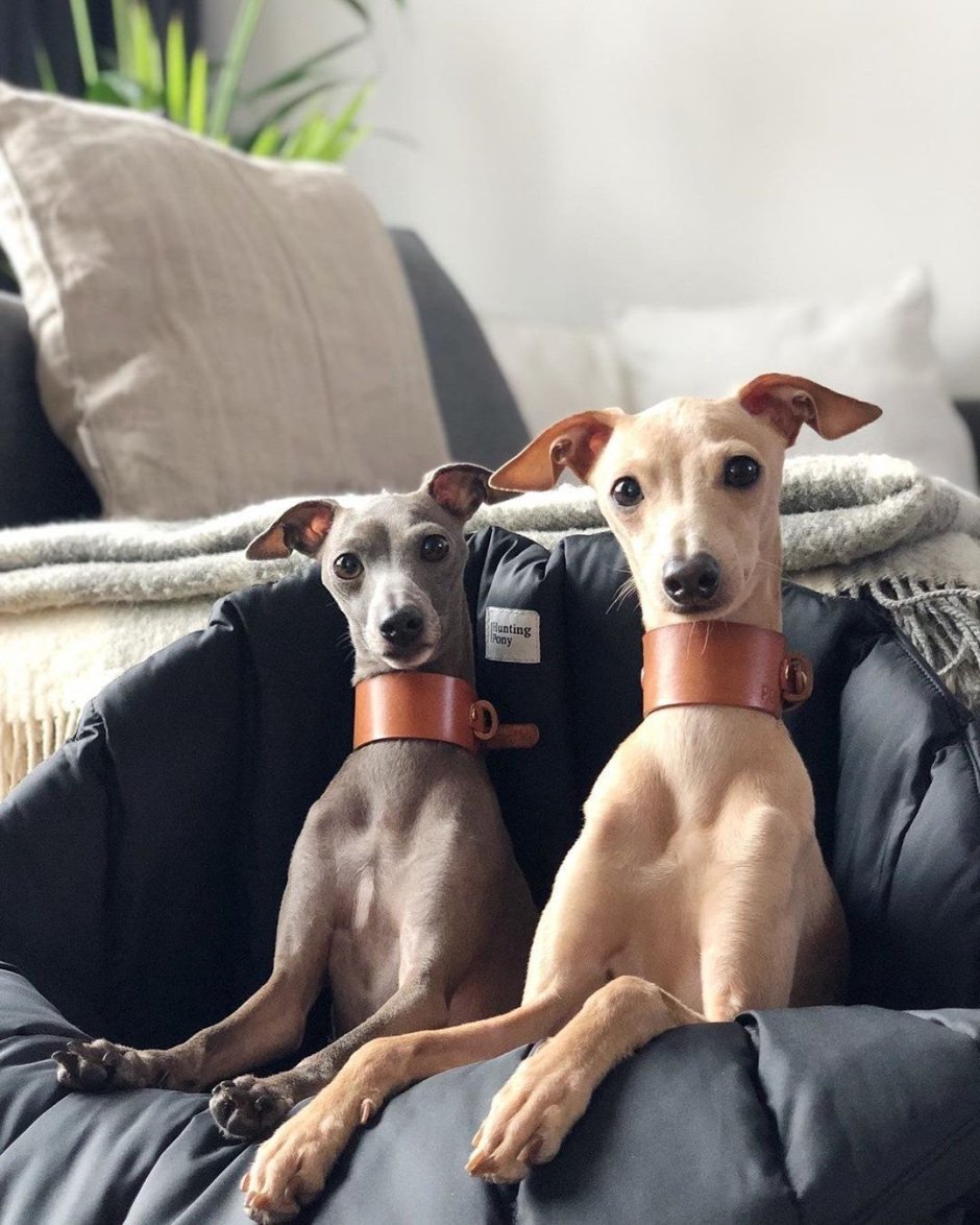 Толстая Левретка