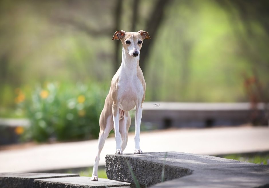 Левретка улыбка