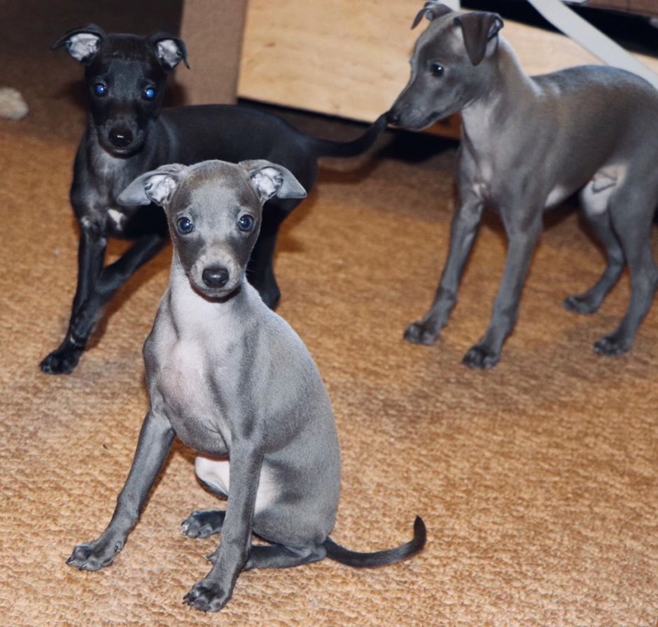 Левретка в очках