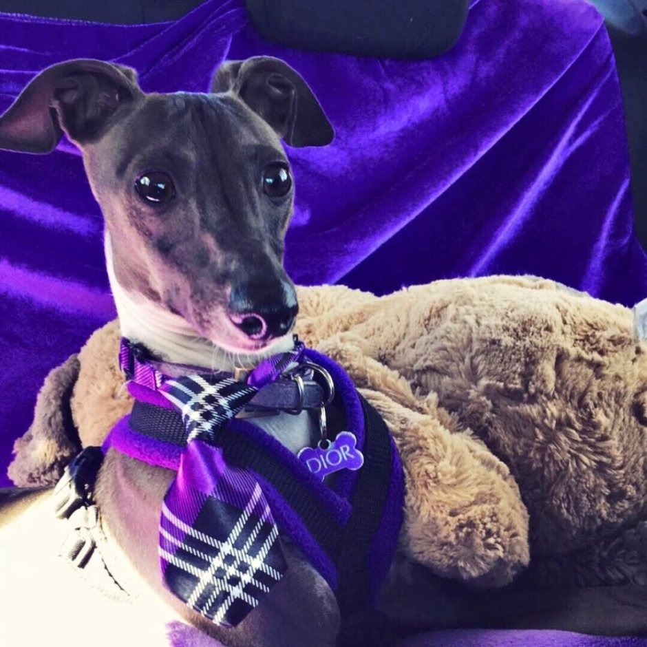 Английская борзая Грейхаунд