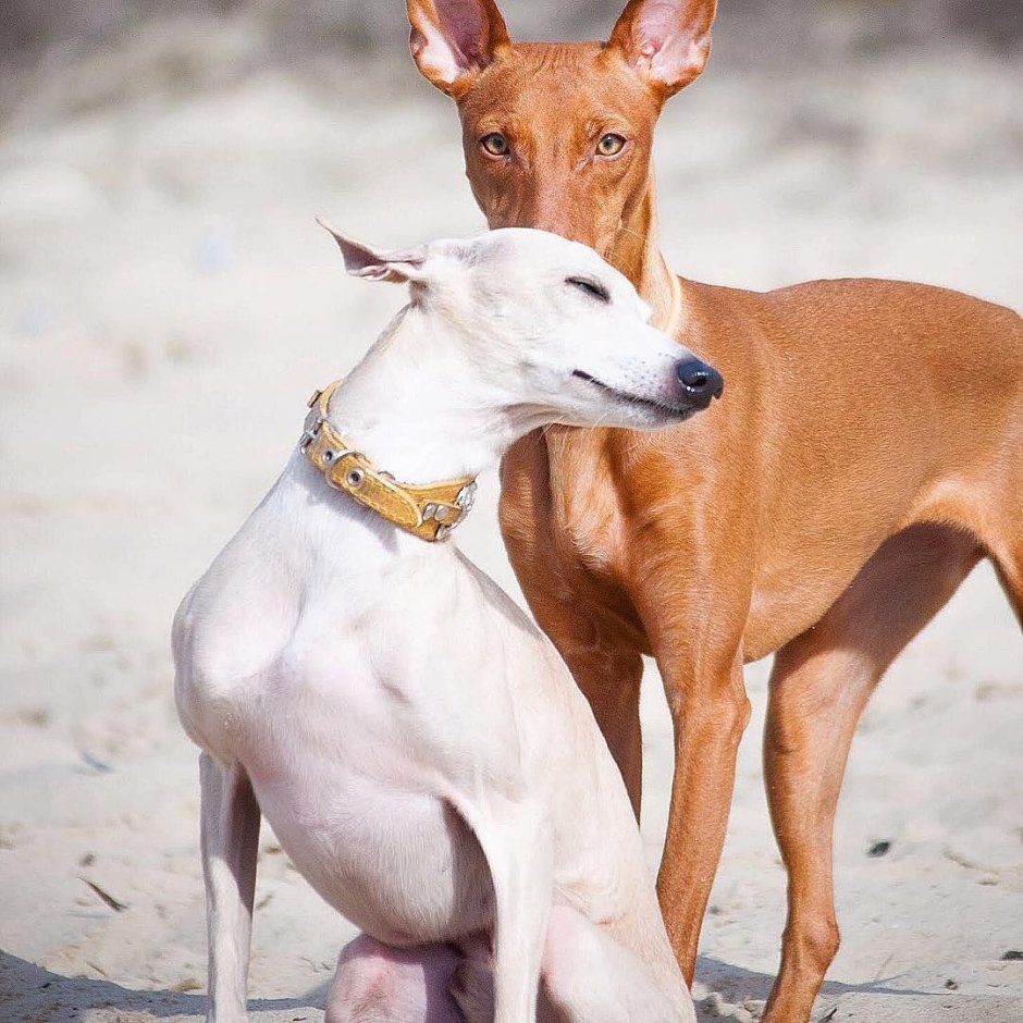 Левретка собака коричневая