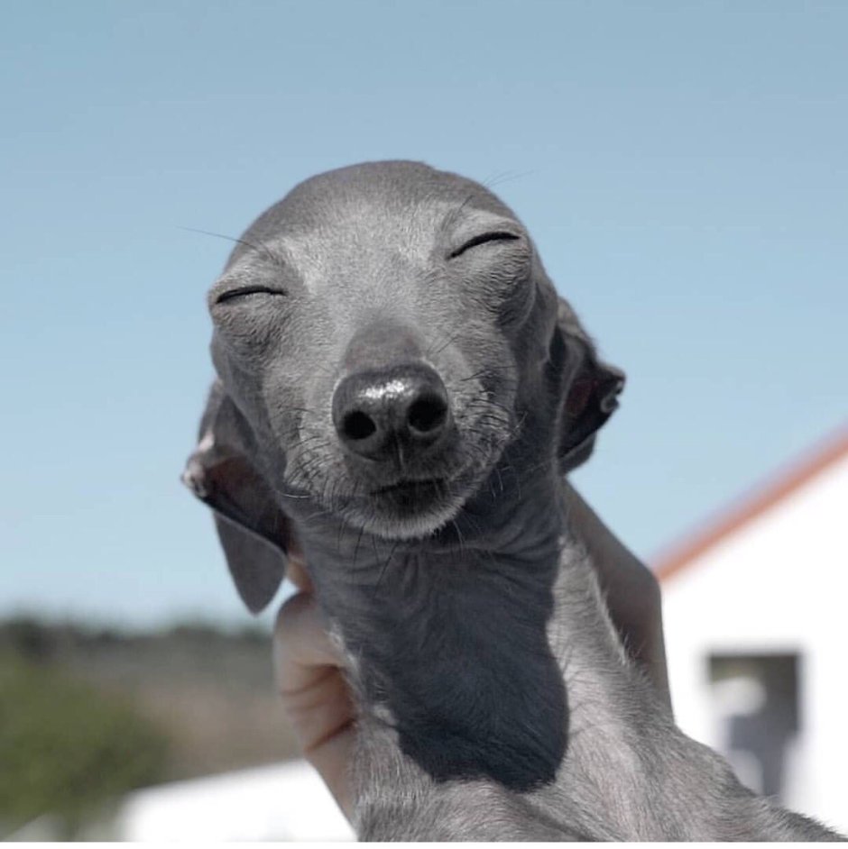 Italian Greyhound Iggy