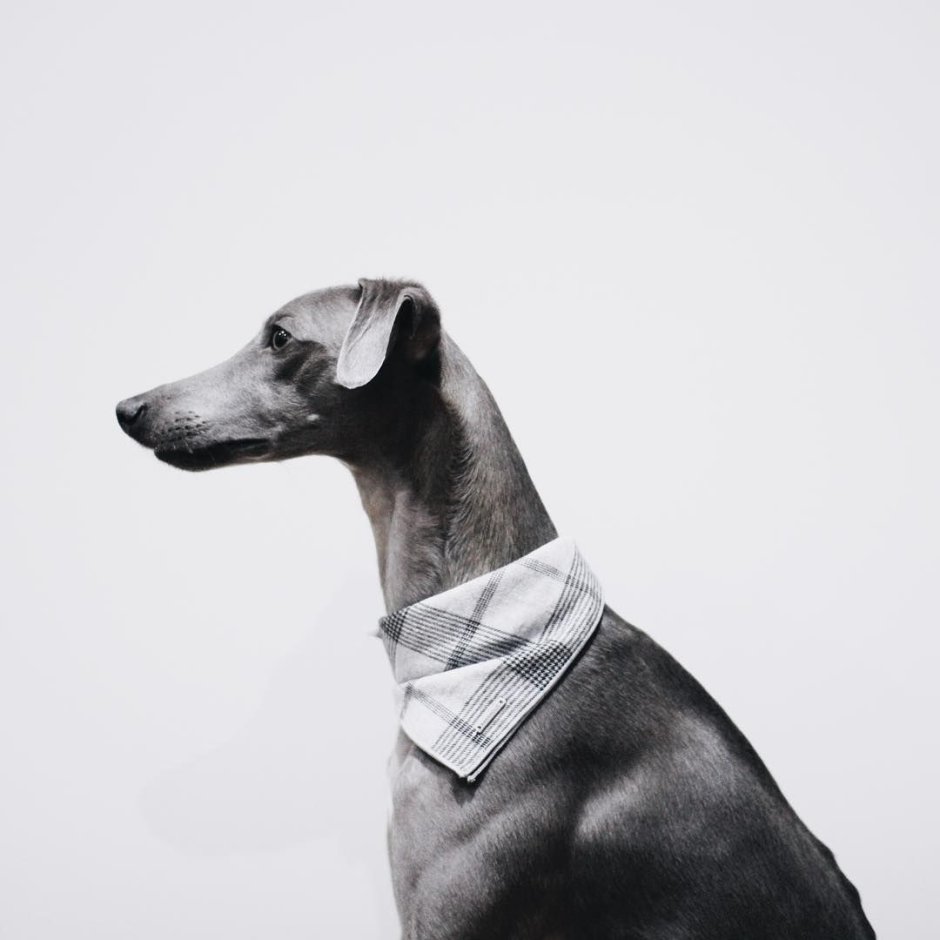 Беззубая Левретка Заппа