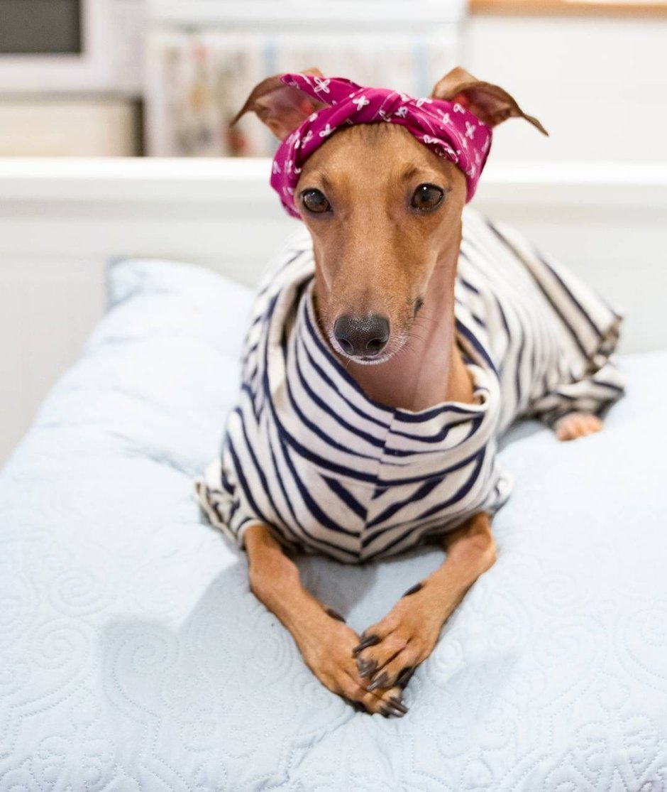 Собаки одетые в одежду