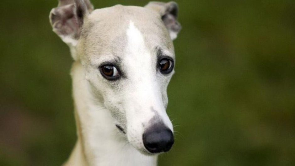 Уиппет порода