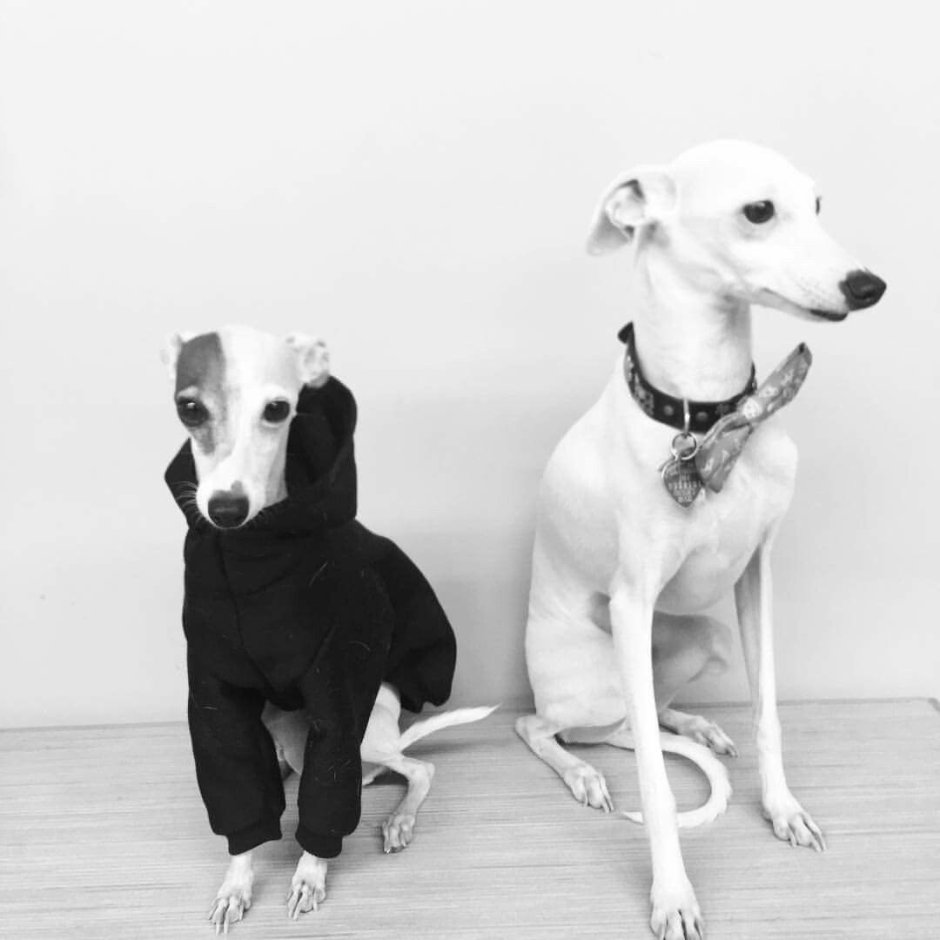 Левретки собаки купить