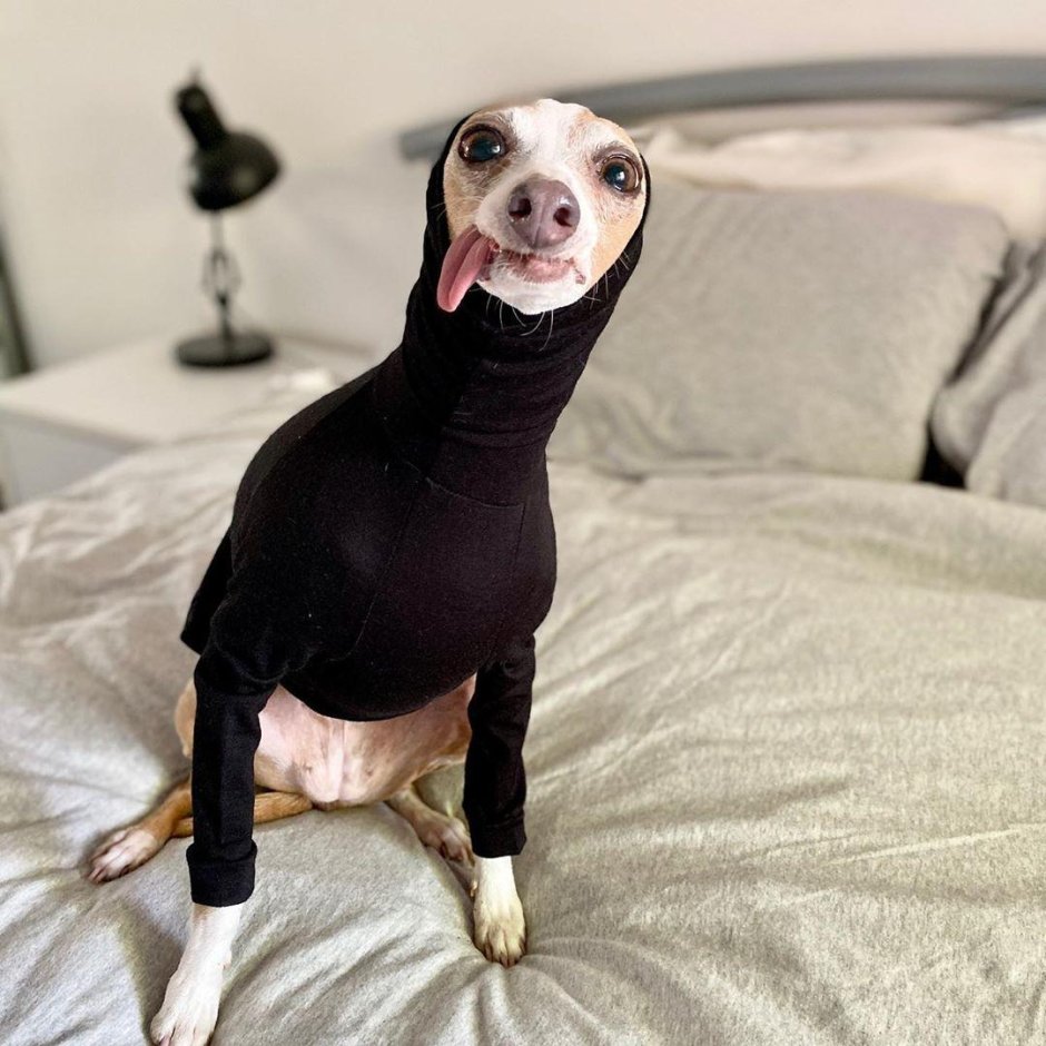 Собака кизару порода Левретка