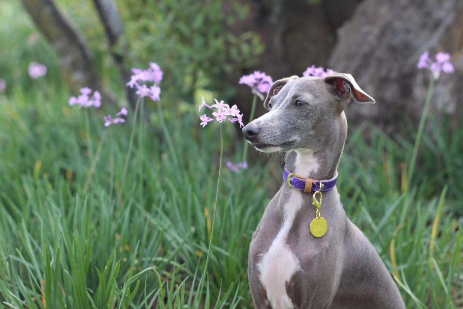 Грейхаунд белый