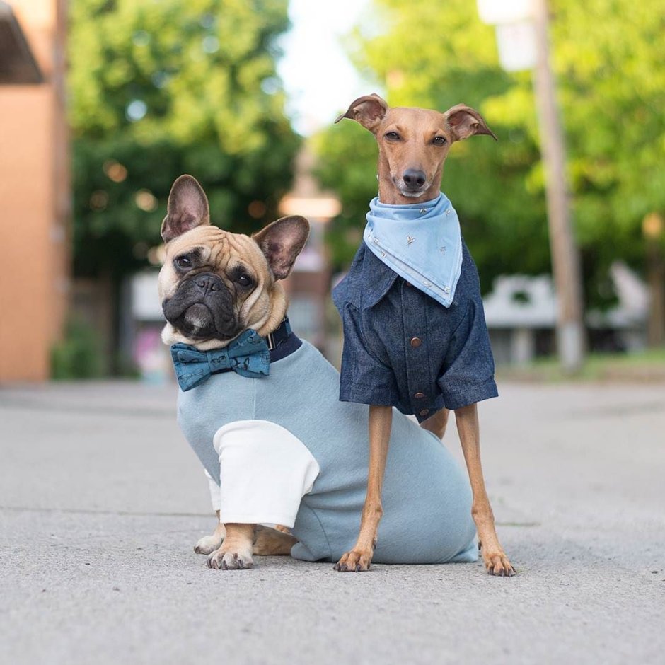 Левретка бежит