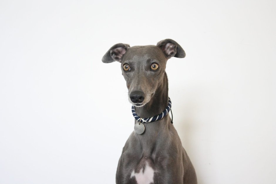 Мраморная Левретка