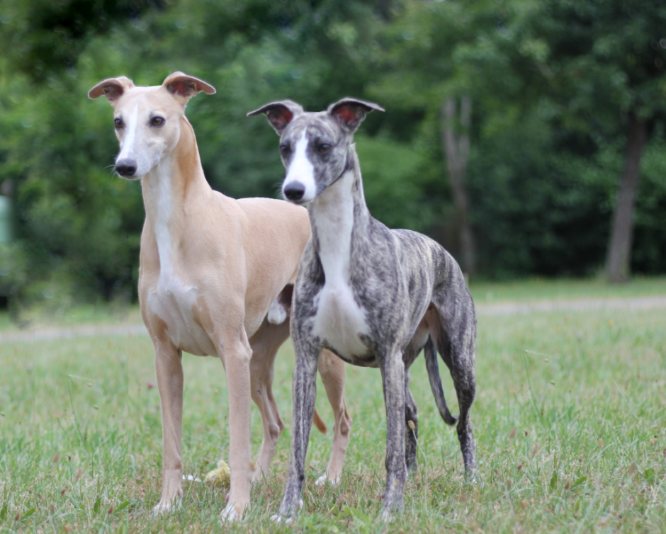 Левретка лежит