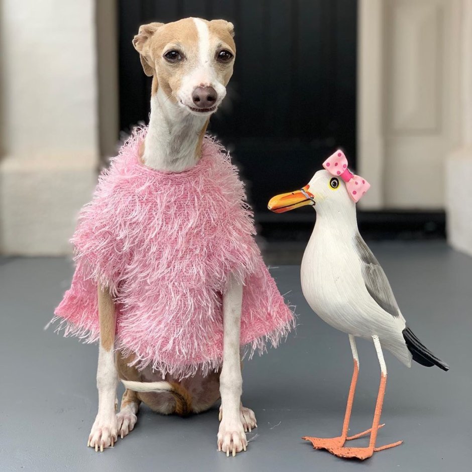 Тупая собака