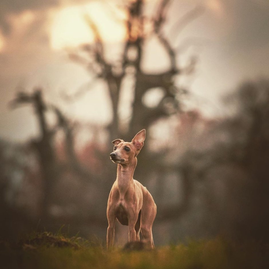 Русская борзая Эрис