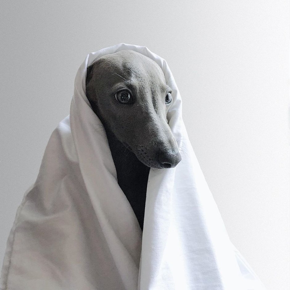 Левретка альбинос