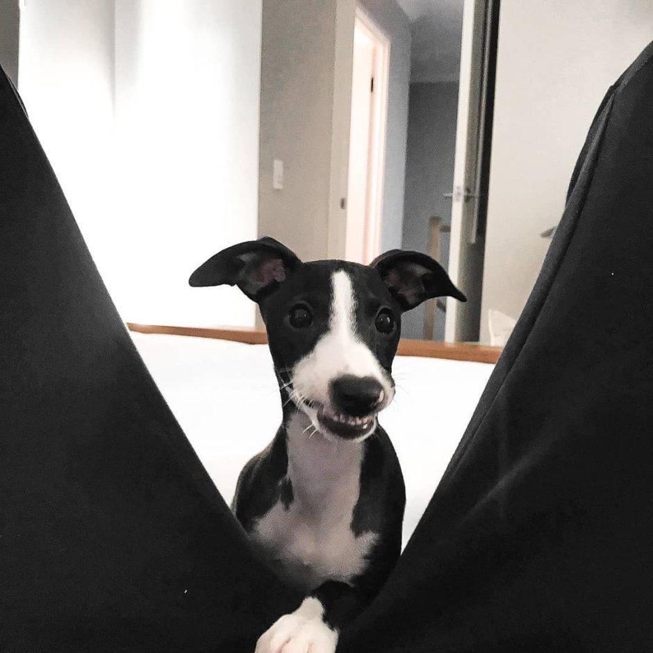 Беззубая Левретка Заппа