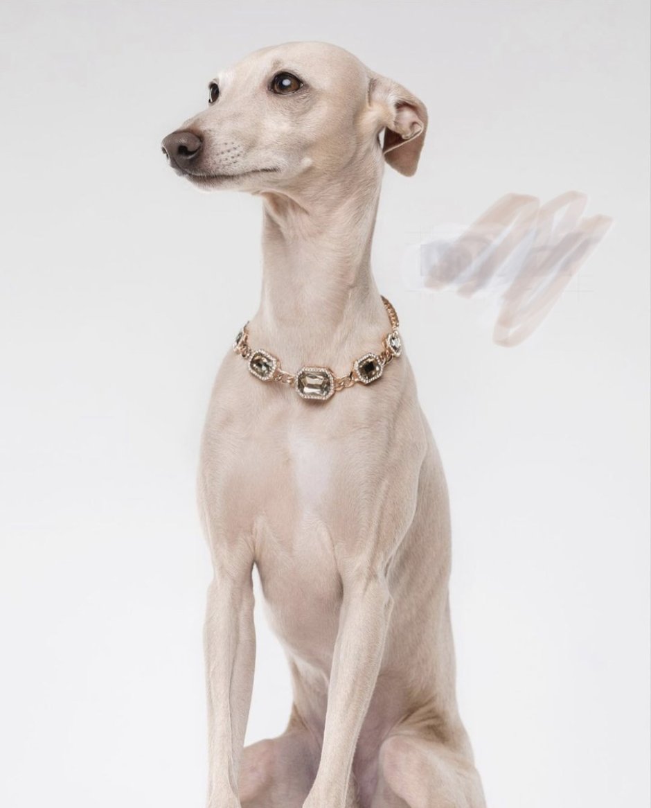 Левретка собака рыжая