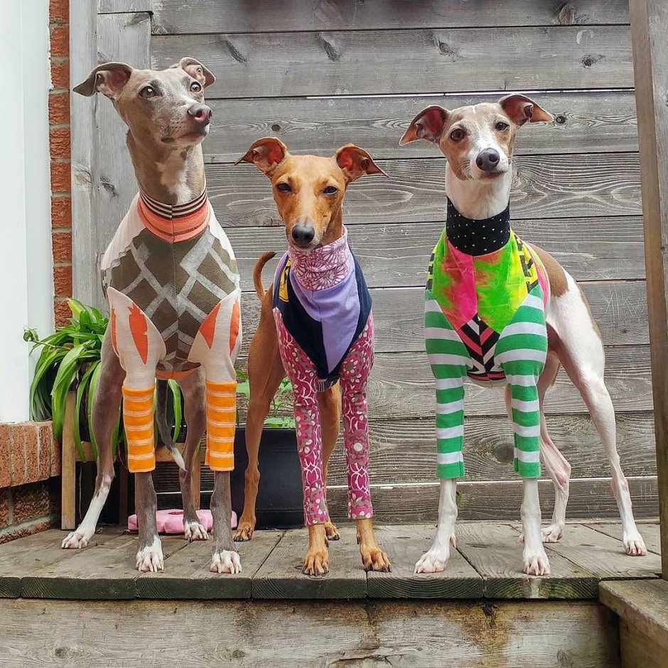 Левретка справляет нужду