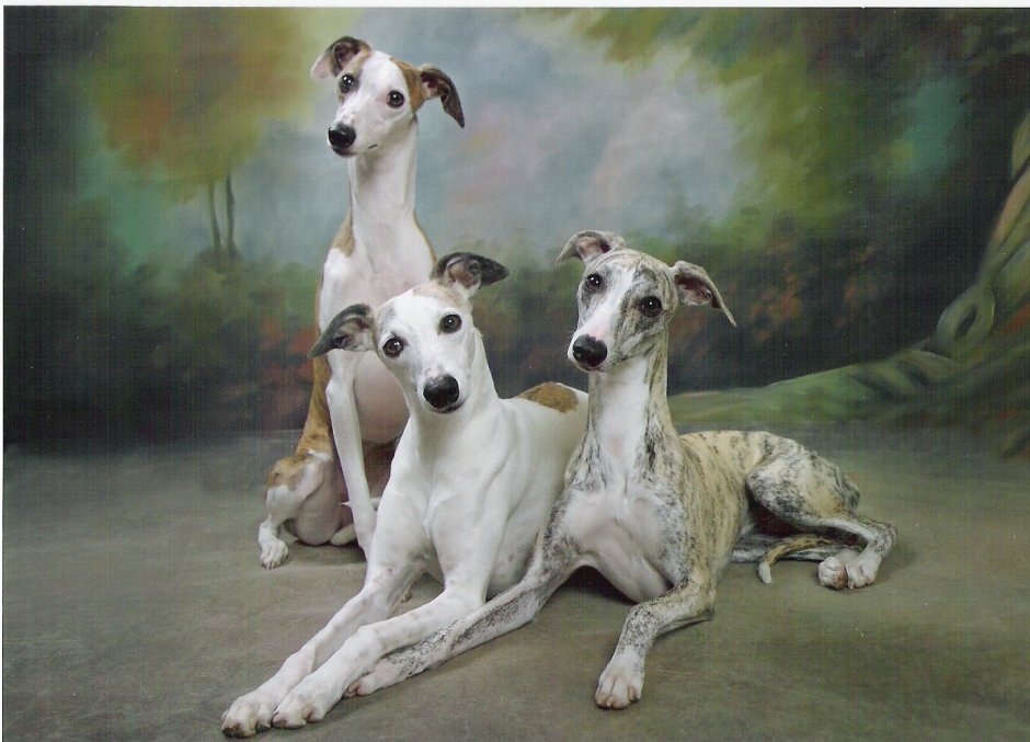 Левретка сутулая