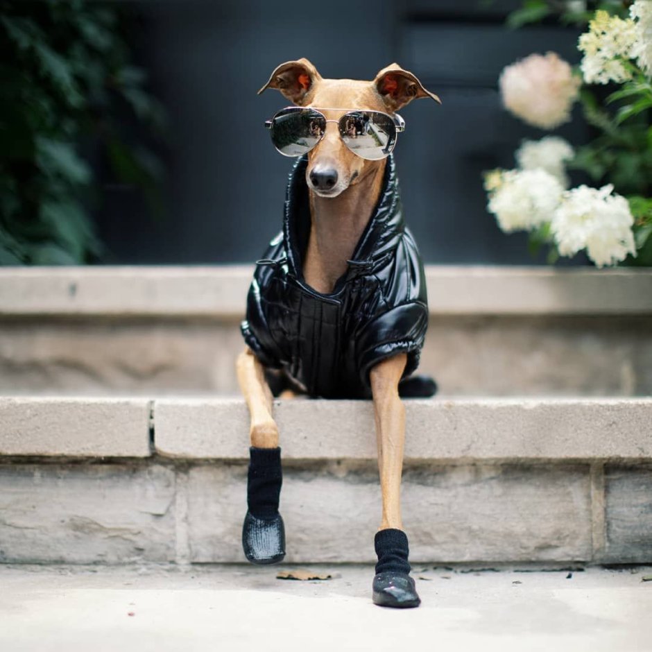 Левретка Уиппет Грейхаунд