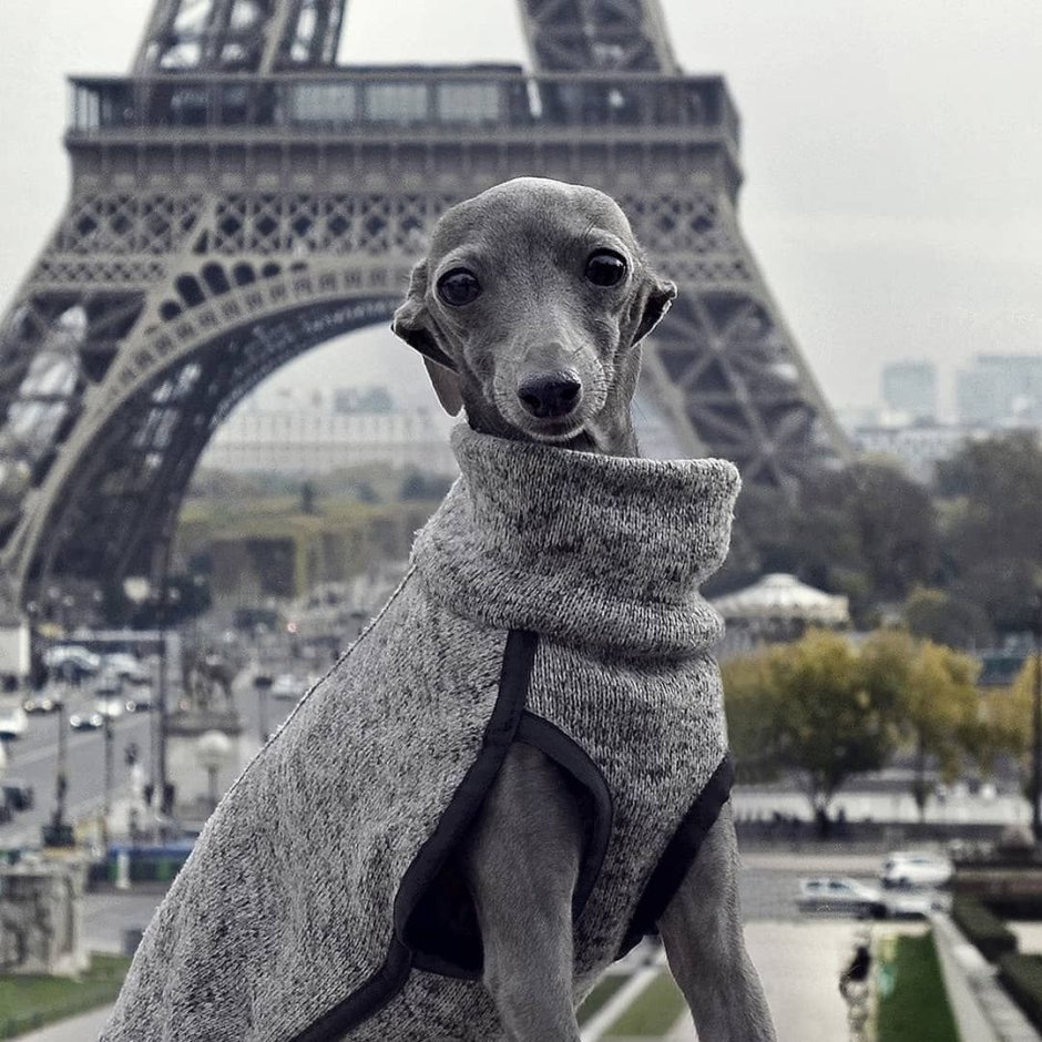 Уиппет собака