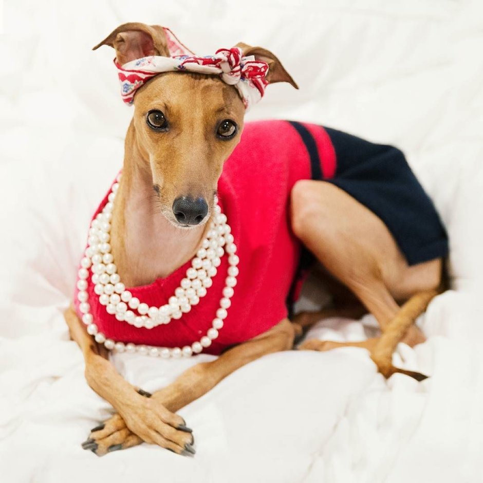 Левретка белая