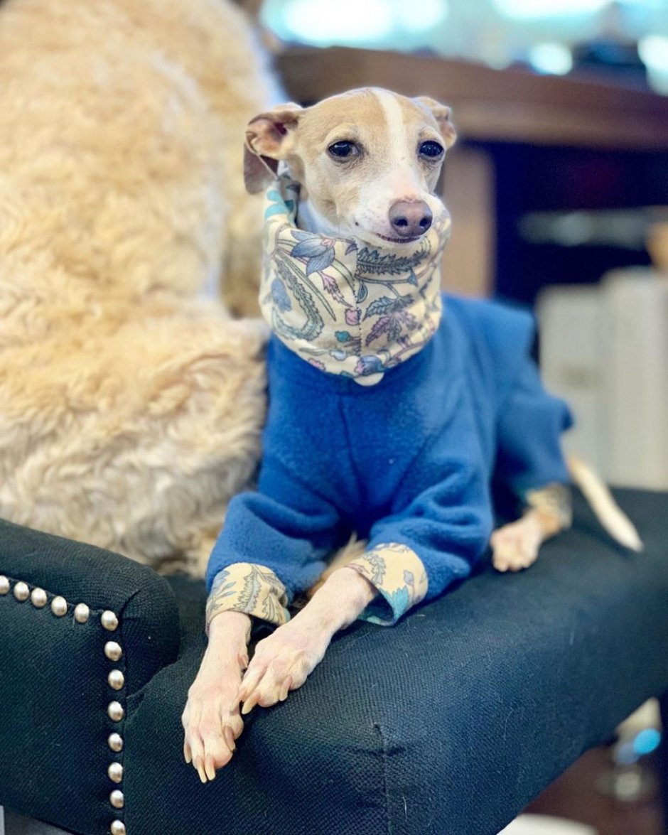 Левретка серая на белом фон