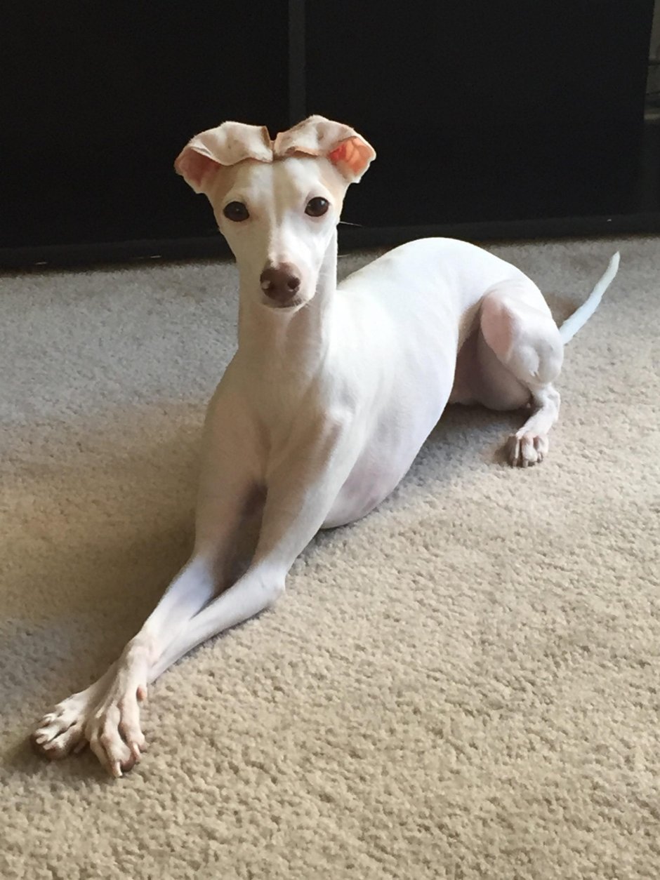 Гончая Левретка