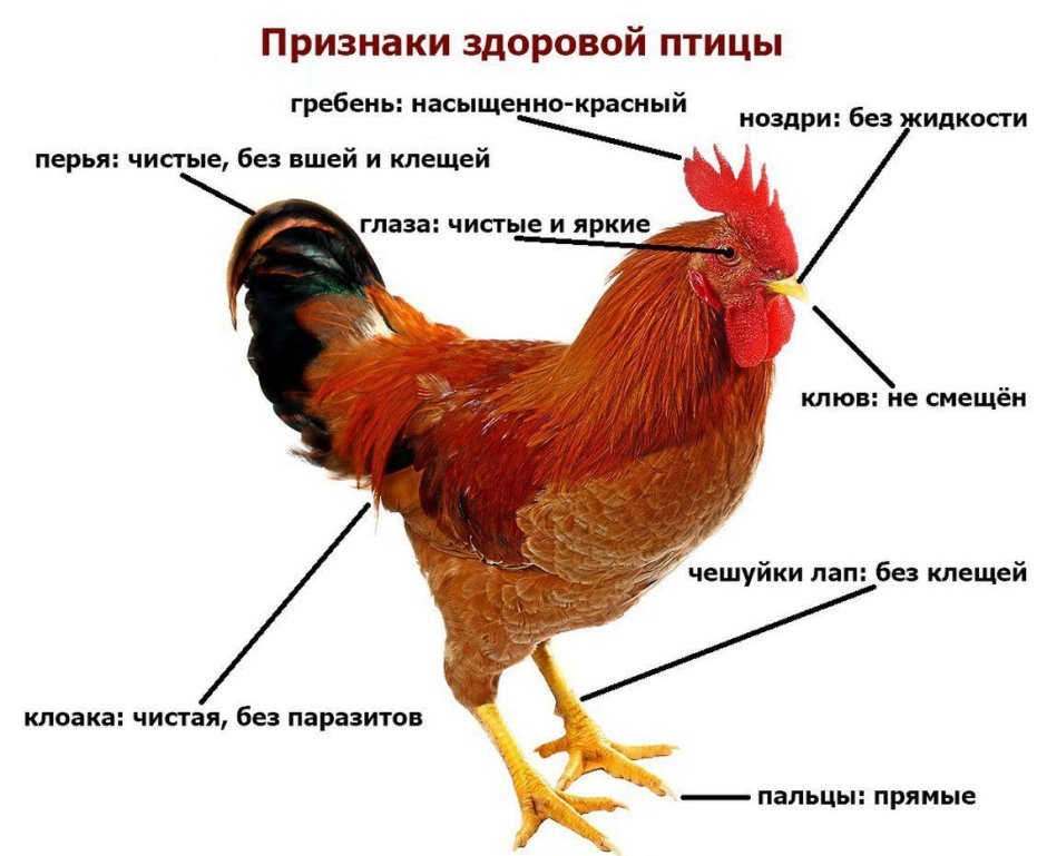 Курица выглядывает