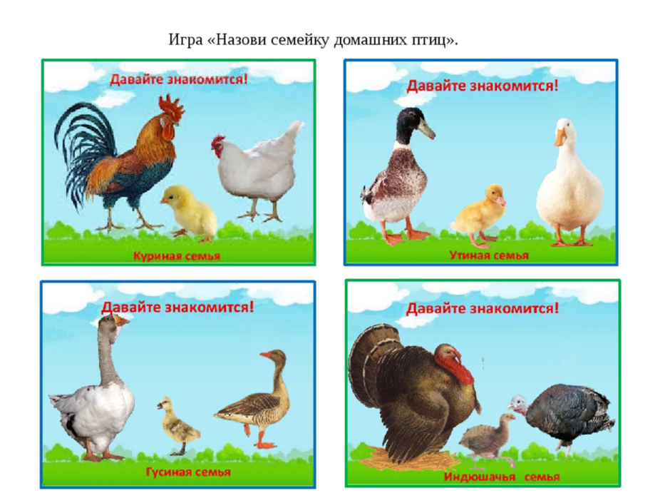 Крылья петуха