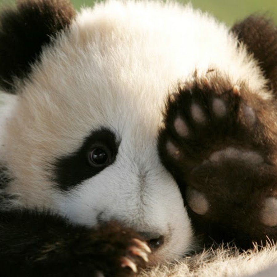 Милая Панда