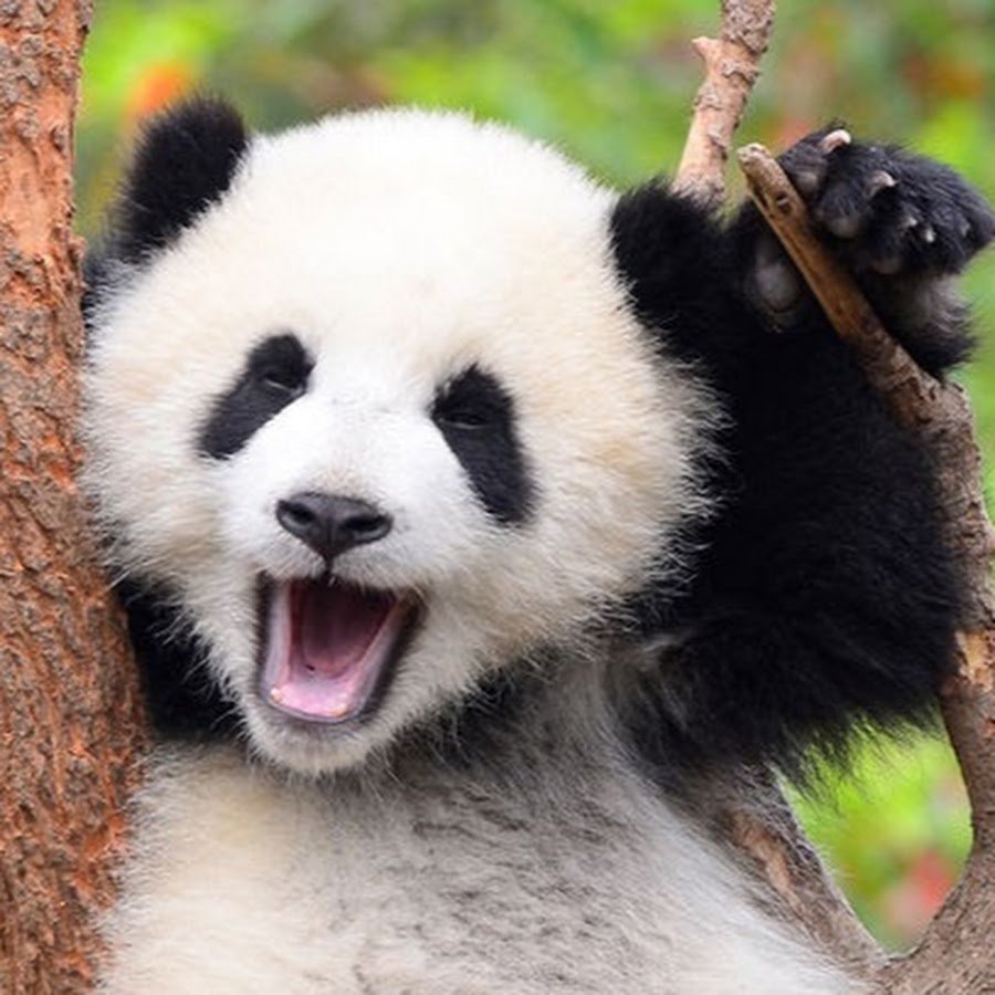 Мини тату лапка собаки