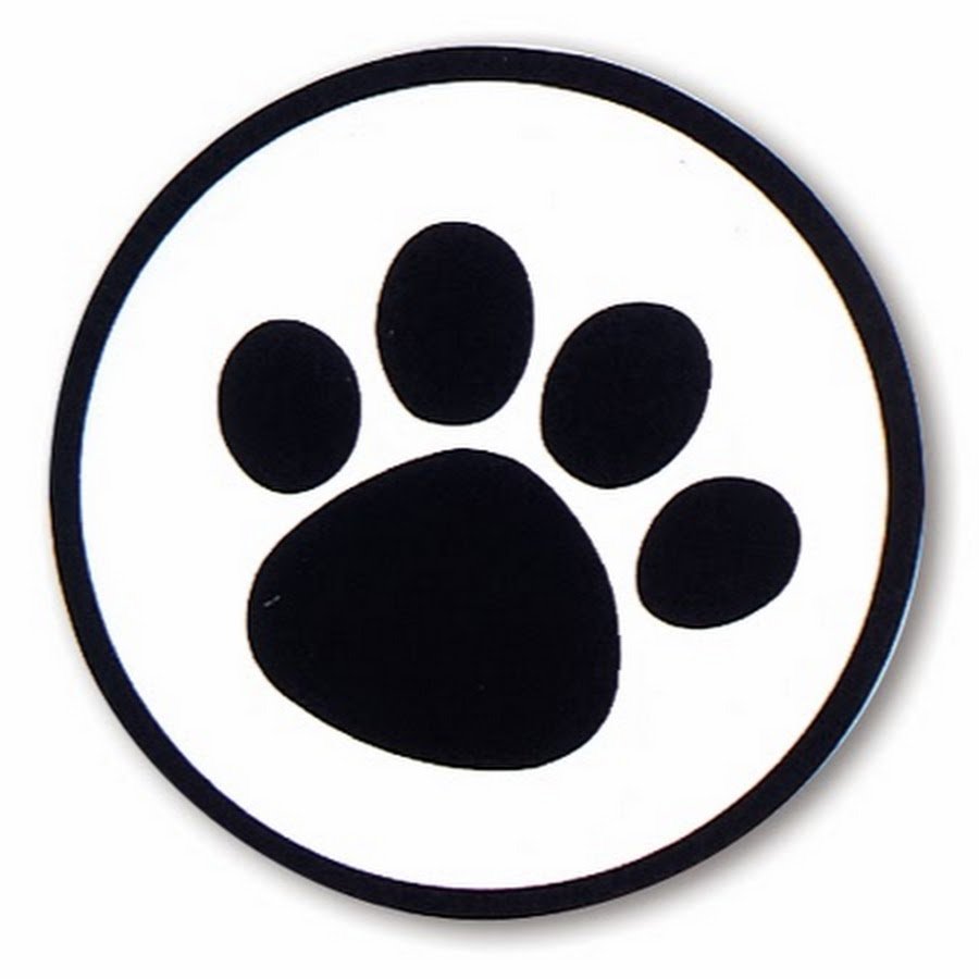 Красная Панда зимой