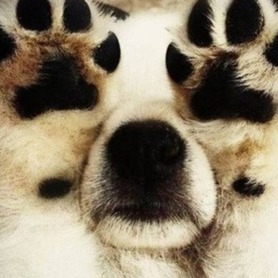 Лапка панды силуэт