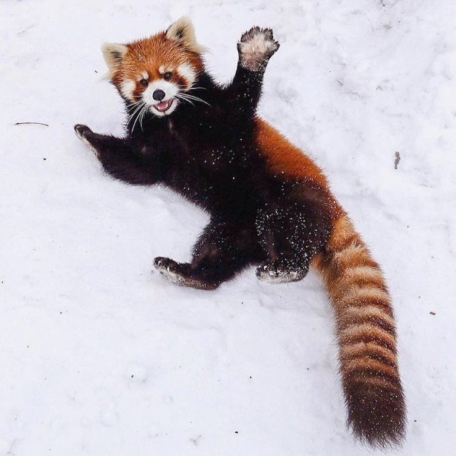 Глаза панды на белом фоне