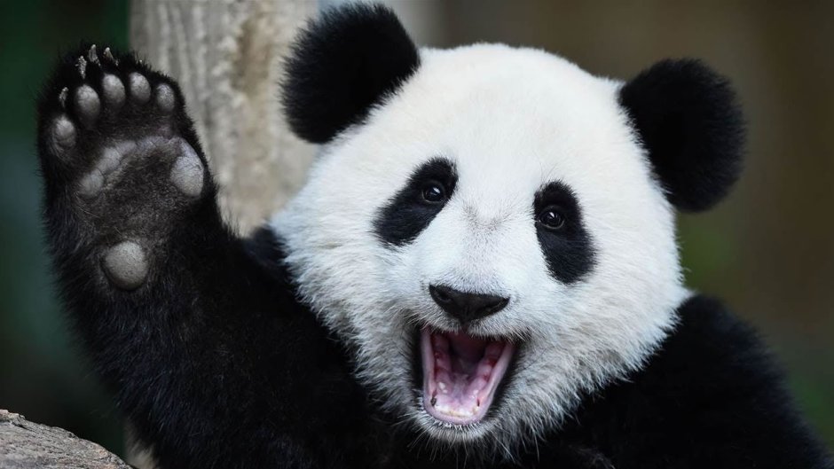 Лапа панды