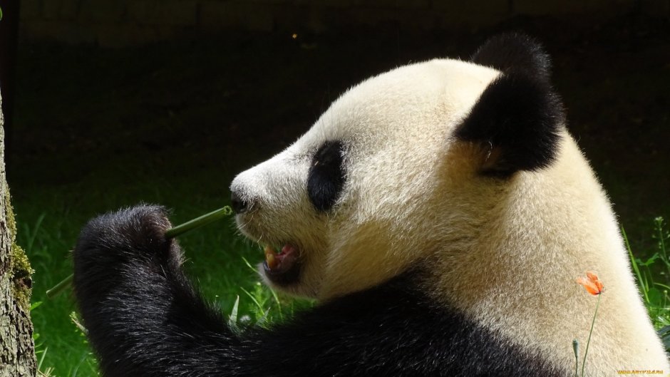 Собачья лапа