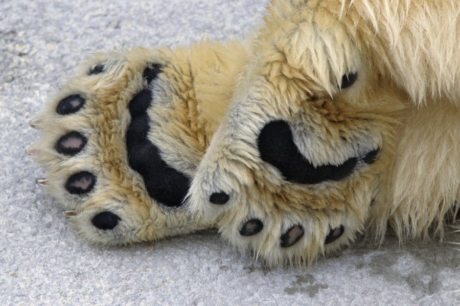 Панда лапы подушечки